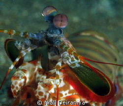Mantis shrimp close up by Niall Deiraniya 